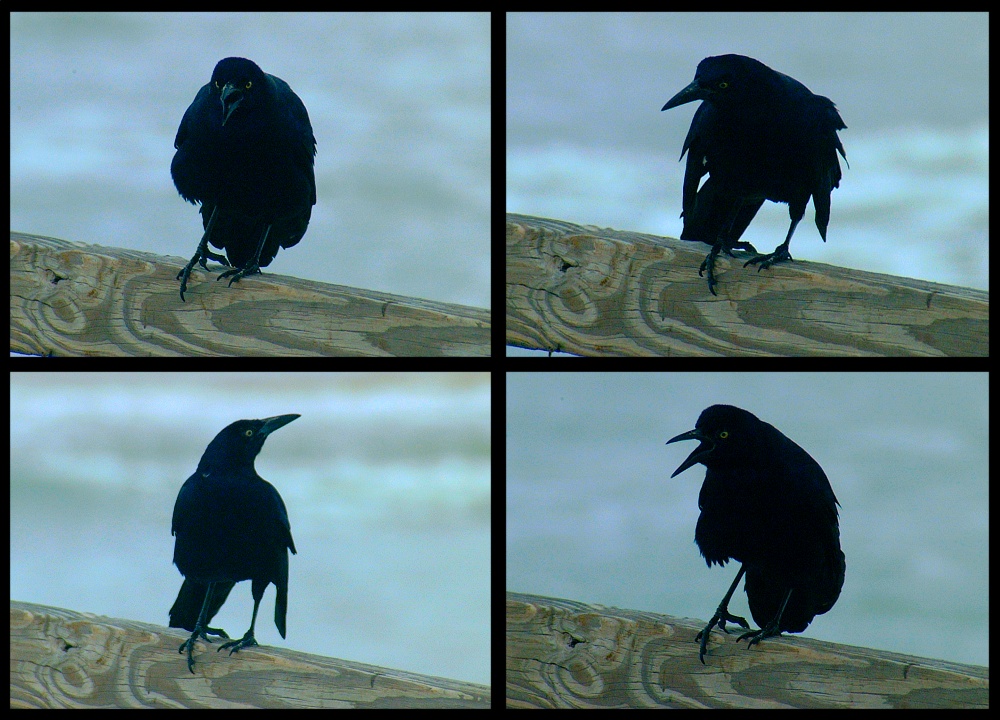 (19) crow montage.jpg   (1000x720)   267 Kb                                    Click to display next picture